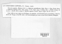 Tolypocladium capitatum image